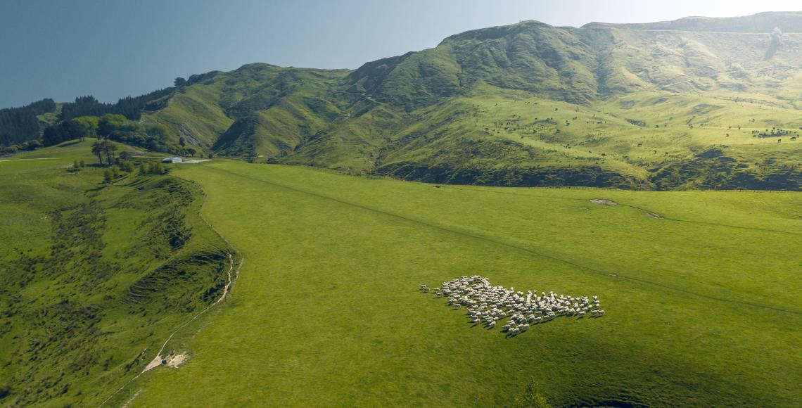 Wools of New Zealand