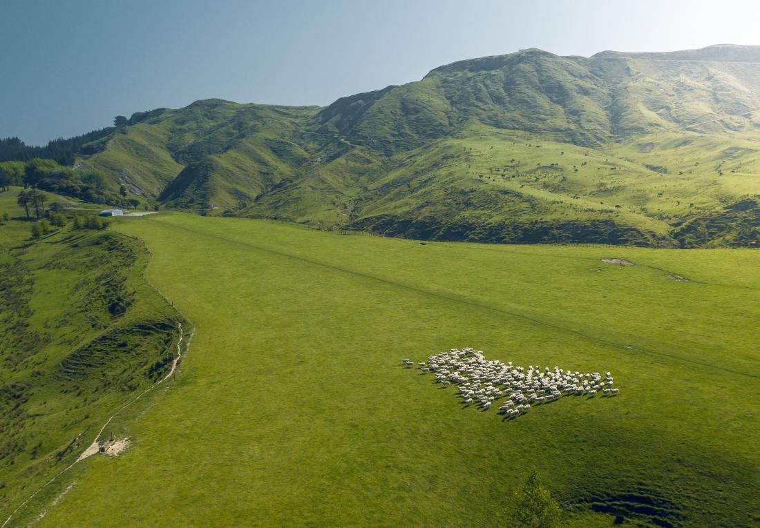 Wools of New Zealand